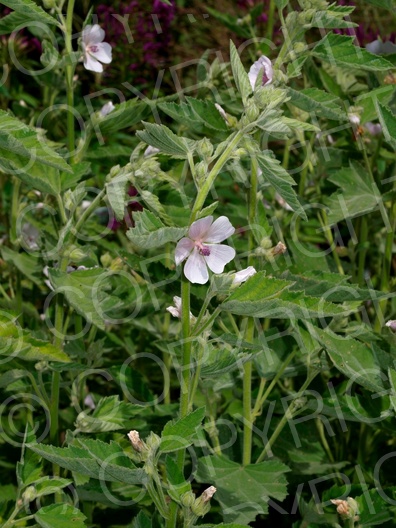 Althaea officinalis (Echte Eibisch)