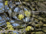 Cornus mas (Kornelkirsche)