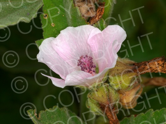 Althaea officinalis (Echte Eibisch)