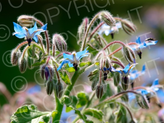 Borago officinalis (Borretsch)