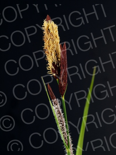 Carex flacca (Blaugrüne Segge) 