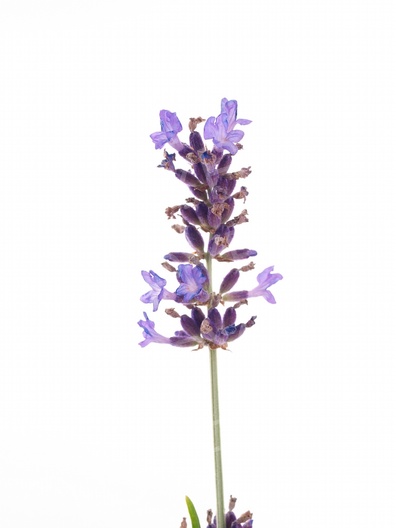 Lavandula angustifolia (Echte Lavendel)