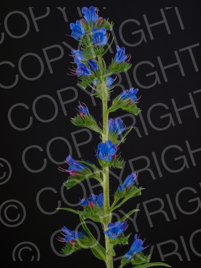 Echium vulgare (Gewöhnliche Natternkopf)