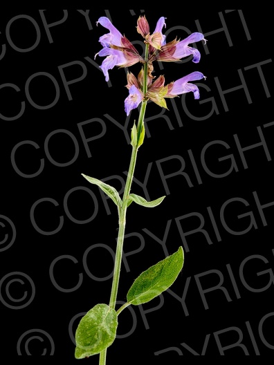 Salvia officinalis (Echte Salbei)