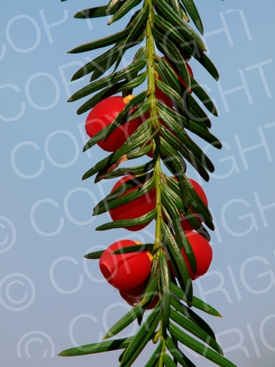 Taxus baccata (Gemeine Eibe)