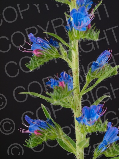 Echium vulgare (Gewöhnliche Natternkopf)