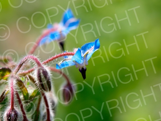 Borago officinalis (Borretsch)