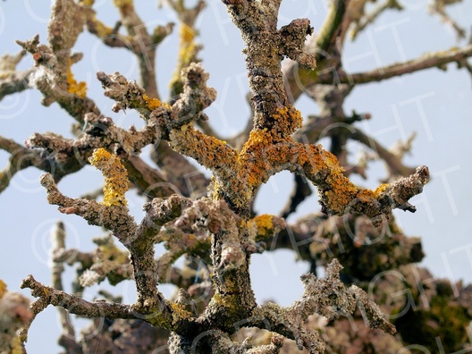 Xanthoria parietina (Gewöhnliche Gelbflechte)