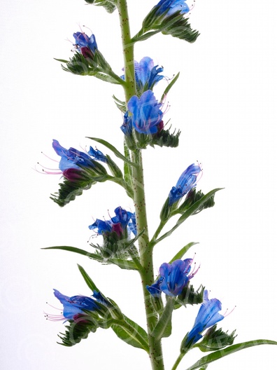 Echium vulgare (Gewöhnliche Natternkopf)