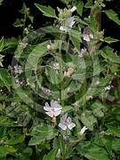 Althaea officinalis (Echte Eibisch)