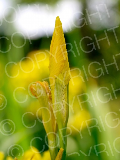 Iris pseudacorus (Sumpf-Schwertlilie)