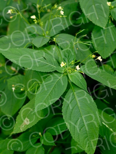 Impatiens parviflora (Kleine Springkraut)