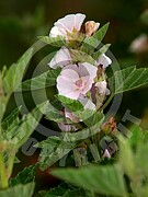 Althaea officinalis (Echte Eibisch)