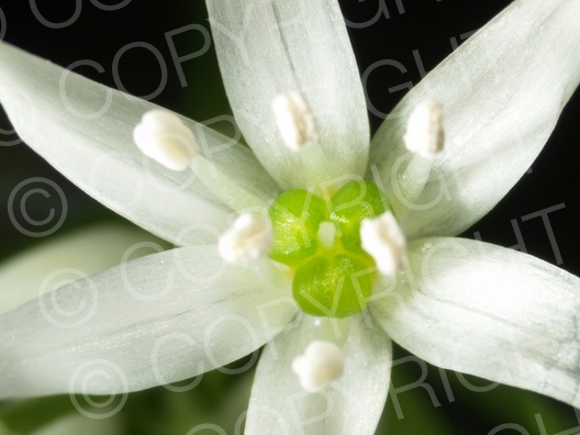 Allium ursinum (Bärlauch)