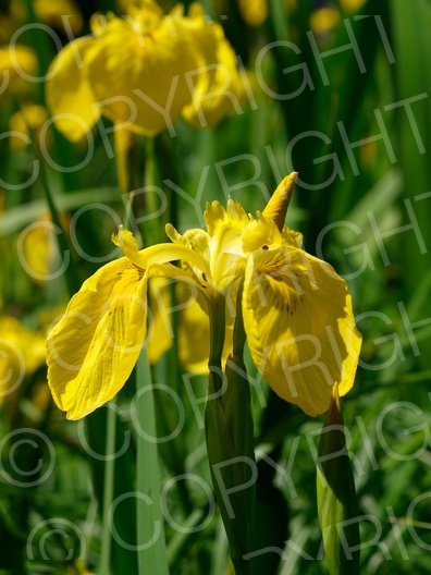 Iris pseudacorus (Sumpf-Schwertlilie)